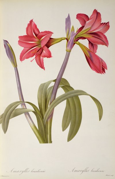 Amaryllis Brasiliensis, da 